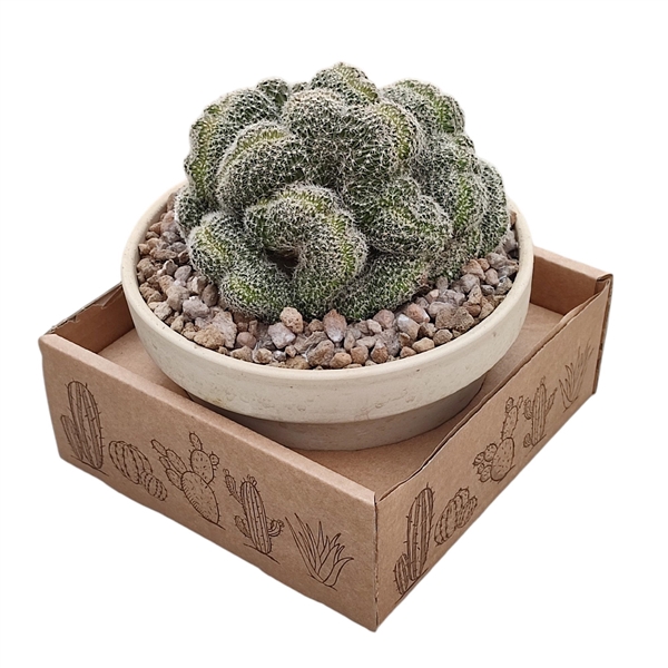 <h4>LOBIVIA DENSISPINA CRESTATA - WHITE GRANITE BOWL Ø 15 - CARDBOARD BOX 15X15 CM</h4>