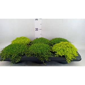 Soleirolia soleirolii   ...mix 2