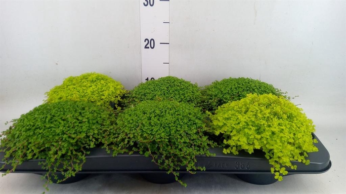 <h4>Soleirolia soleirolii   ...mix 2</h4>