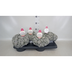 Orostachys furusei