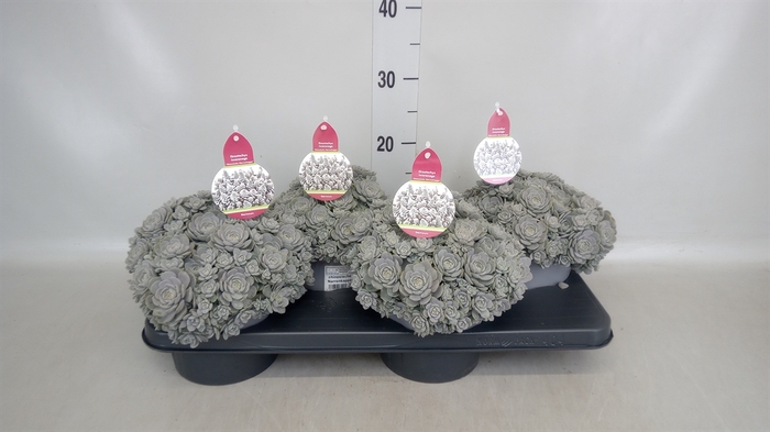 <h4>Orostachys furusei</h4>