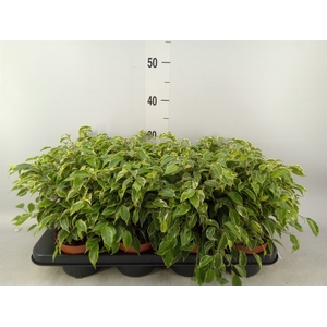 Ficus benja. 'Kinky'