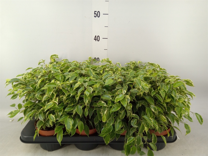 <h4>Ficus benja. 'Kinky'</h4>