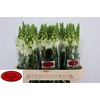 Antirrhinum - Po Early White