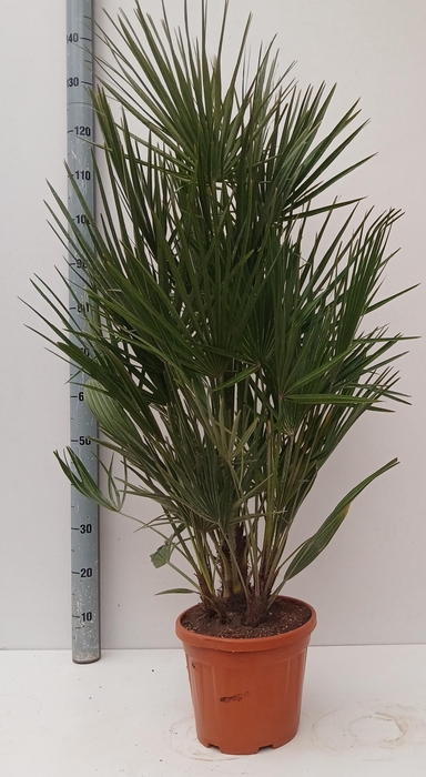 <h4>CHAM HUMILIS</h4>