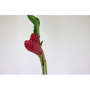 Alpinea Red King