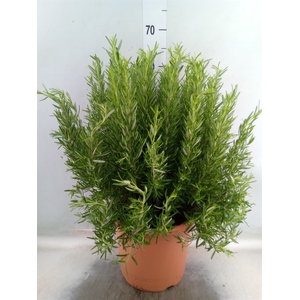 Rosmarinus officinalis   ...