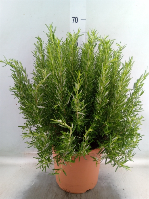 <h4>Rosmarinus officinalis   ...</h4>