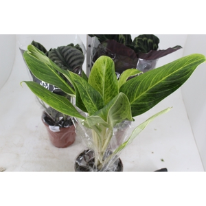 PLANTA ORNAMENTAL P17 VARIADO