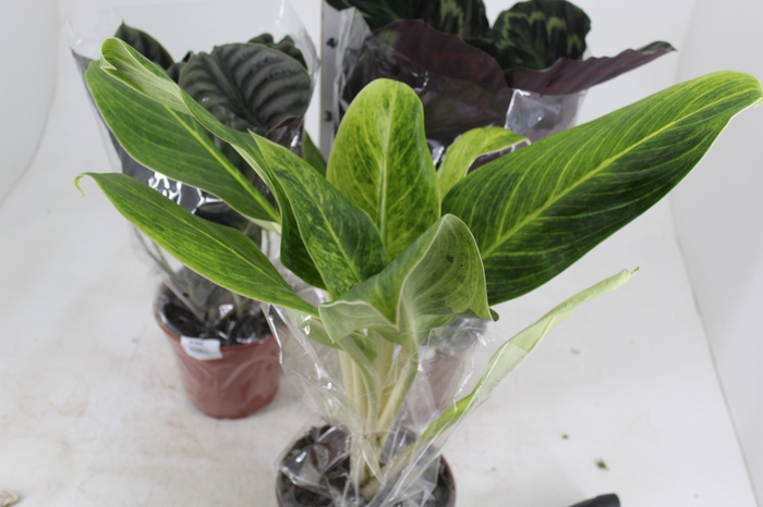 <h4>PLANTA ORNAMENTAL P17 VARIADO</h4>