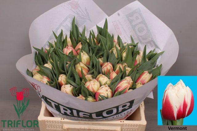 <h4>TU DU VERMONT</h4>