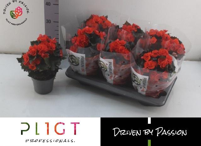 <h4>BEG DU MOCCA ORANGE</h4>