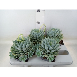 Pachyphytum  'Corvus'