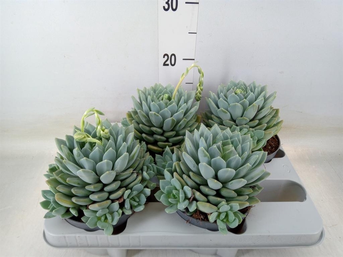 <h4>Pachyphytum  'Corvus'</h4>