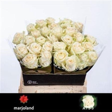 <h4>R Gr Dolomiti@</h4>