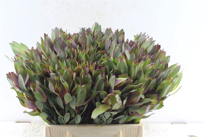 <h4>Leucad Senorita</h4>