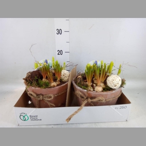 Arr.   Bol/Knolgewas L%