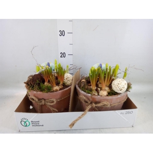 Arr.   Bol/Knolgewas L%