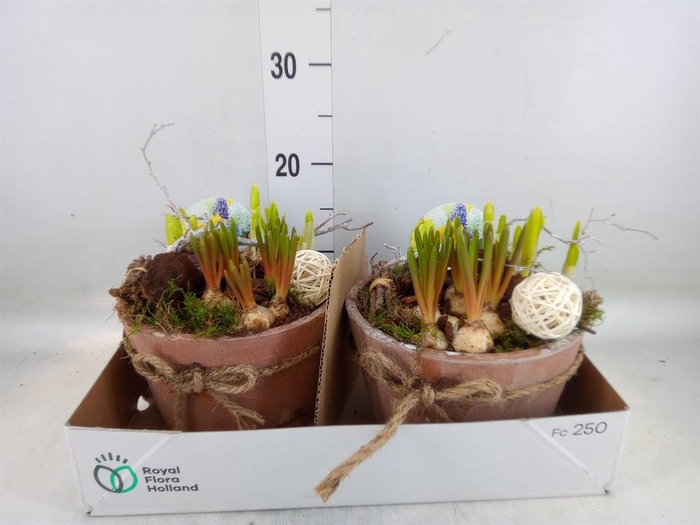 <h4>Arr. Bol/Knolgewas L%</h4>