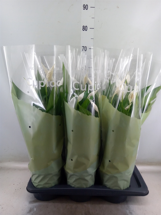 <h4>Spathiphyllum  'Bingo Cupido'</h4>