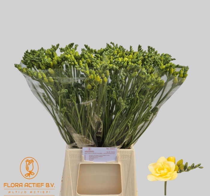 <h4>Freesia du Grandeur</h4>