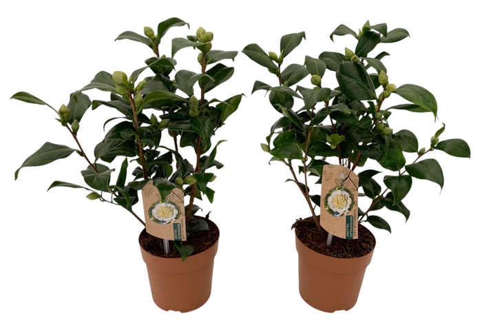 <h4>Camellia japonica 'Brushfield Yell'</h4>