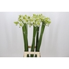 Ornithogalum Saundersiae