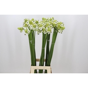 Ornithogalum Saundersiae