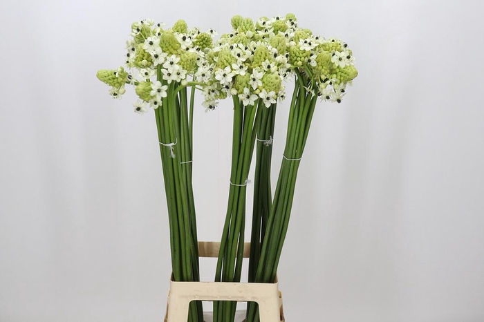 <h4>Ornithogalum Saundersiae</h4>