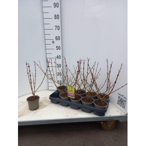 Forsythia intermedia 'Spectabilis'