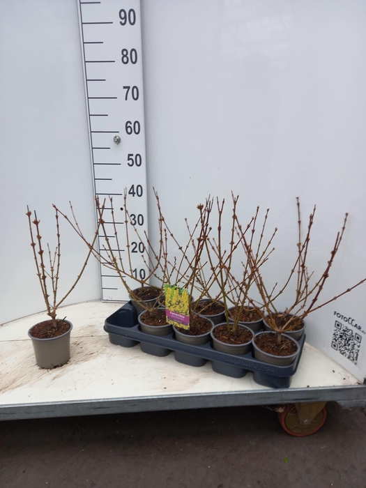 <h4>Forsythia intermedia 'Spectabilis'</h4>