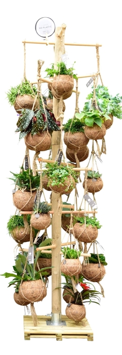 <h4>Kokodama Tree Large INCLUDING 48 best selling Kokodama's</h4>