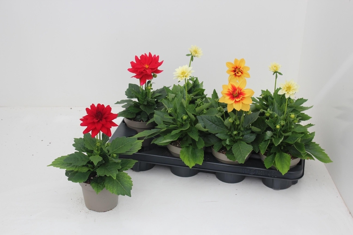 <h4>DAHL L ME GEM</h4>