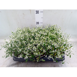 Euphorbia hyp. 'Diamond Frost'