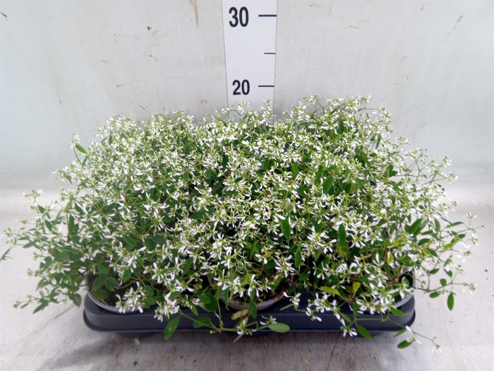 <h4>Euphorbia hyp. 'Diamond Frost'</h4>