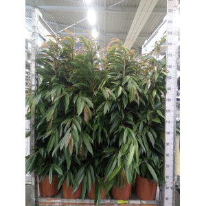 Ficus binn. 'Amstel King'