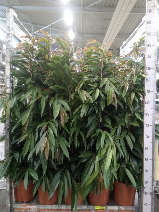 <h4>Ficus binn. 'Amstel King'</h4>