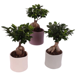 Ficus m. Ginseng Ball Shape Ø12cm in Ø13cm Ceramic SE570