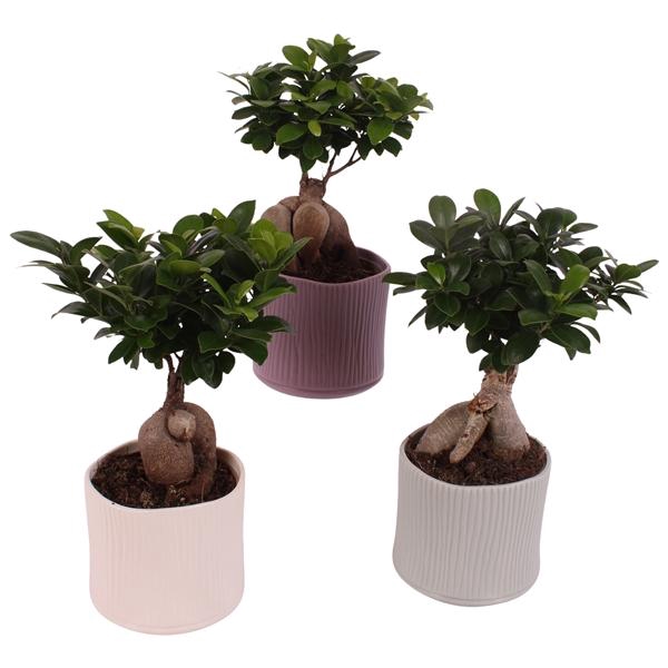 <h4>Ficus m. Ginseng Ball Shape Ø12cm in Ø13cm Ceramic SE570</h4>