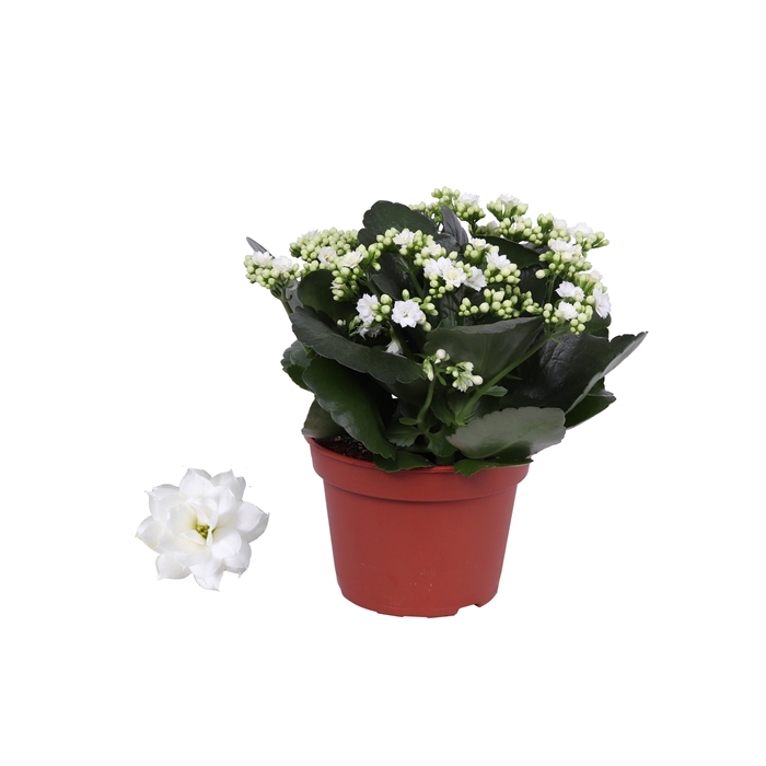 <h4>Kalanchoe Rosalina 15cm Don Dione wit, Zonder hoes</h4>