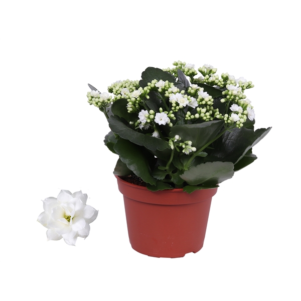Kalanchoe Rosalina 15cm Don Dione wit, Zonder hoes