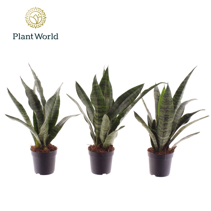 <h4>Sansevieria Black Coral</h4>