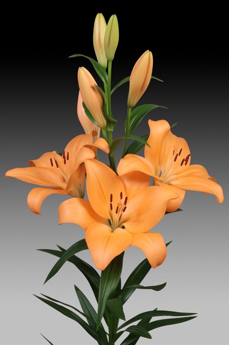 <h4>LI LA MENTON</h4>