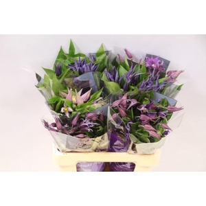Clematis mix in bucket