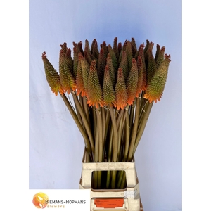 Kniphofia Alcazar Biemans