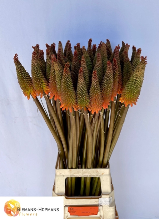 <h4>Kniphofia Alcazar Biemans</h4>