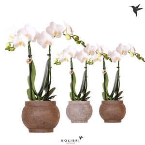 Kolibri Orchids Phalaenopsis white 2 spike in Ancient pot brown