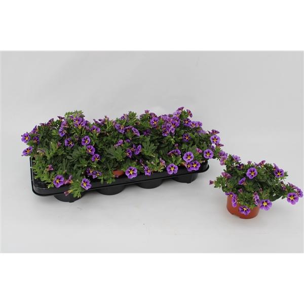<h4>Calibrachoa Rave Violet</h4>