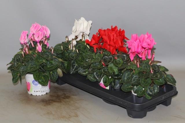 <h4>CYCL GR SUP XL</h4>