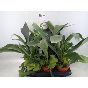 Platycerium bifurc.